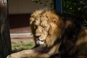 Lion , King of the jungle , Portrait Wildlife animal