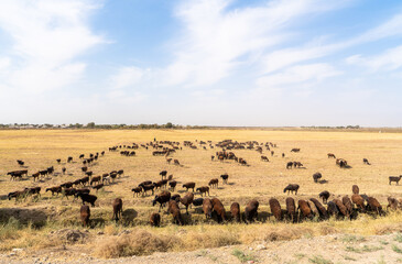 Fototapeta na wymiar Uzbekistan, a flock of grazing sheep beside the road