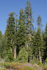 Fototapeta na wymiar landscape and trees in Sequoia National Park in California in united states of america