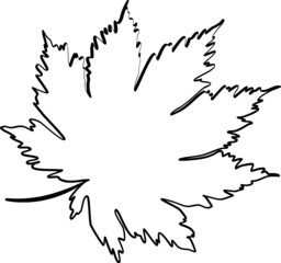Maple leaf hand drawn sketch line icon
