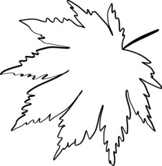 Maple leaf hand drawn sketch line icon