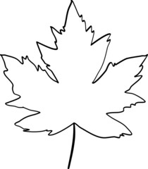 Maple leaf hand drawn sketch line icon