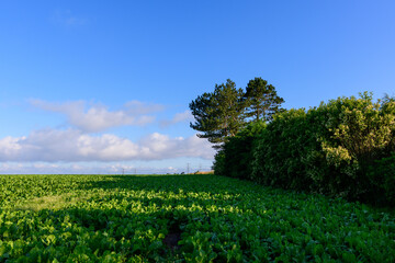 The countryside around the traditional French village of Saint Sylvain in Europe, France, Normandy, towards Veules les Roses, in summer, on a sunny day.