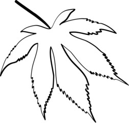 Maple leaf hand drawn sketch line icon