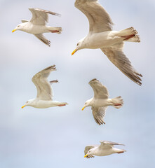 Different angles of sea gulls against the sky