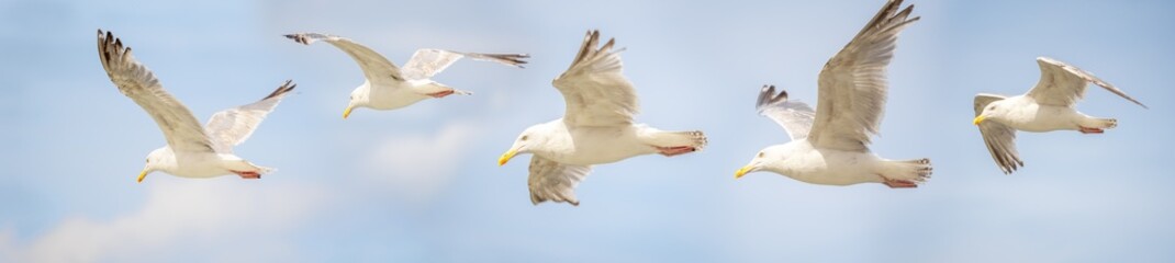 Different angles of sea gulls against the sky