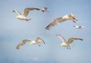 Different angles of sea gulls against the sky