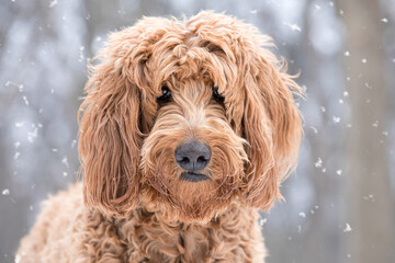 Dreamy closeup portrait of young brown golden doodle dog in the snow filled forest