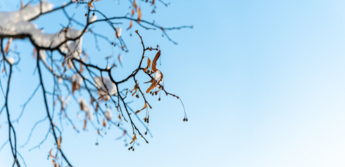Winter background with snowy tree branches.