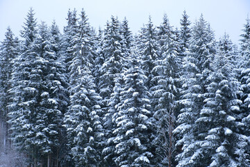 Fantastic Christmas trees in the snow. Winter scenery in the sunny day. Mountain landscapes. Location Carpathian national park, Ukraine, Europe. Postcard with tall trees, sky and snowdrift.