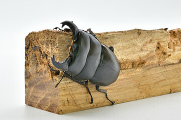 アルキデスヒラタクワガタ
