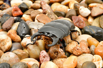 アルキデスヒラタクワガタ
