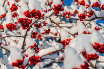 Red berries on the snowy branches of mountain ash.