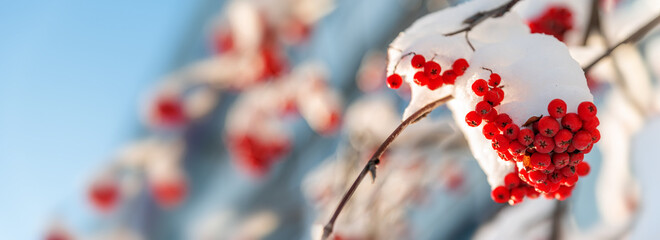 Red berries on the snowy branches of mountain ash.