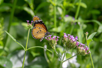 Plain Tiger butterfly (Danaus chrysippus chrysippus) feeding from small purple flowers isolated with tropical leaves in the background