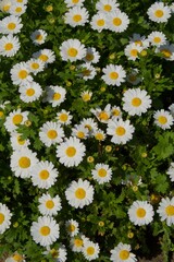 浅草の春　桜　しだれ桜　雪柳