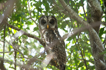 African Owl