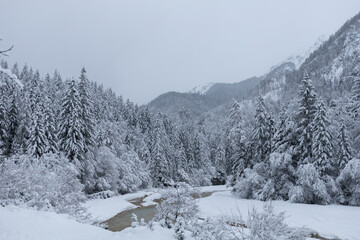 winter forest trees covered with white snow