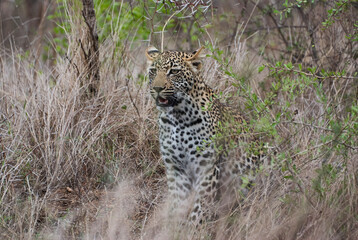 leopard, Panthera pardus, stalking through the dense african bush