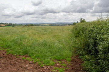 Fototapeta na wymiar green hedge and green field with a grey cloudy sky