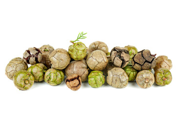 Fresh and dry cypress cones isolated on white background.