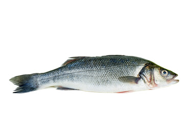 Fototapeta premium Fish sea bass isolated. Side view