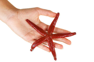 Hand hold red starfish isolated on white background