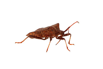 Stinkbug (Picromerus Bidens) isolated on a white background