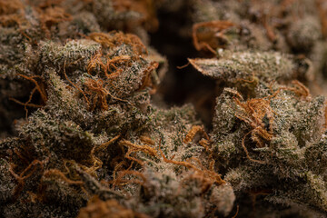 Terpene Tune In