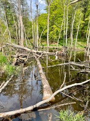 Tote umgefallene Bäume innerhalb eines kleinen Tümpels, tief im Wald.