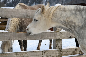 cavallo arabo stalla 