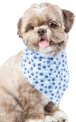 Charming Dressed up puppy with Cute dog clothes