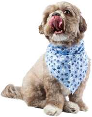 Charming Dressed up puppy with Cute dog clothes