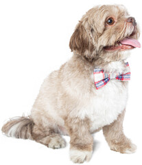 Charming Dressed up puppy with Cute dog clothes