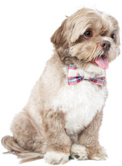 Charming Dressed up puppy with Cute dog clothes