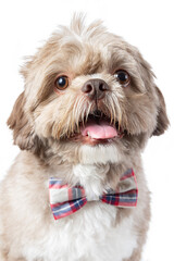 Charming Dressed up puppy with Cute dog clothes