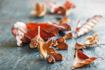 Obraz premium Beechnuts and various leaves on plate