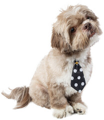 Charming Dressed up puppy with Cute dog clothes