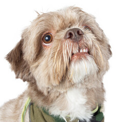 Charming Dressed up puppy with Cute dog clothes