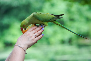 Woman hand feeding rose-ringed parakeet in a park