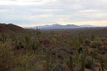 Cacti in the semi-desert of Baja California Sur, Mexico