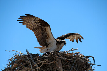 Fish eagle in nest on Loreto beach, Baja California Sur, Mexico