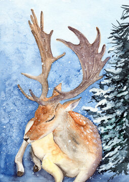 Watercolor illustration of a deer with large antlers and white spots on its back lying under a snowy fir tree on a blue background