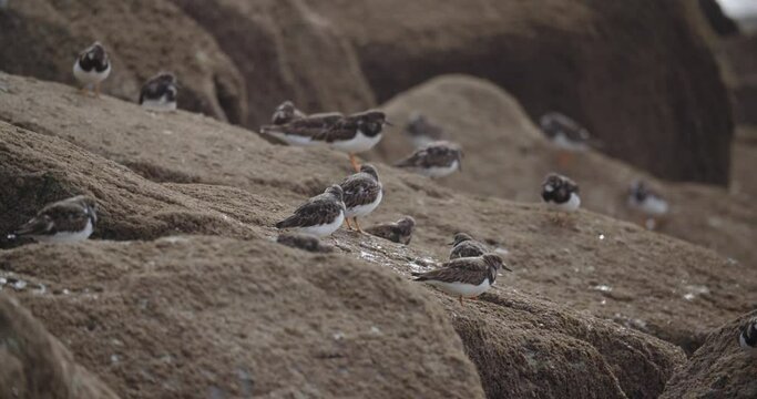Turnstones (Arenaria interpres) feeding on barnacles on UK shoreline