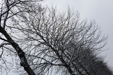 silhouette d'arbres enneigés 