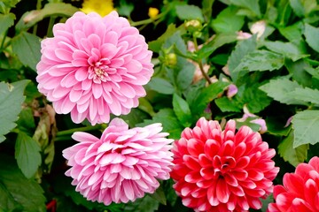 Red and pink Dahlia flowers. Dahlia pinnata is a species in the genus Dahlia, family Asteraceae, with the common name garden dahlia. It is the type species of the genus and is widely cultivated.