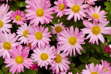 Pink daisy or marguerite daisy, is a perennial plant known for its flowers. Beautiful garden flower. Flower background.