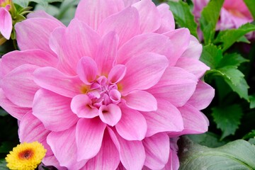 Pink Dahlia flower. Dahlia pinnata is a species in the genus Dahlia, family Asteraceae, with the common name garden dahlia. It is the type species of the genus and is widely cultivated.