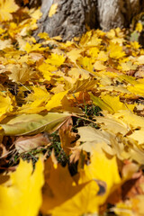 yellow autumn leaves background