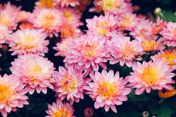 Blooming pink small chrysanthemums. chrysanthemums flower field background.